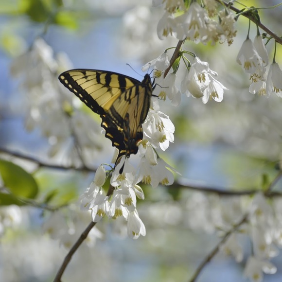 Meet your Posher, Paula - Picture 1 of 1